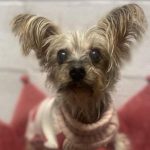 Breezy, a sickly Yorkie that was brought to Baypath Humane.