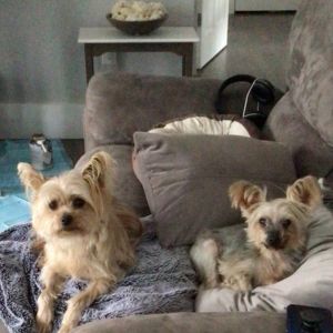 Breezy, an older Yorkie in foster care on a couch with another dog