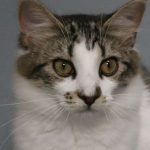 Image of a cat with a link to available cats on the Baypath website