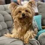 Cody, a sickly Yorkie that was brought to Baypath Humane.