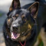 Image of a German Shepherd with a link to available dogs on Baypath website