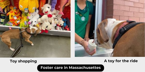 Photo of a dog named Lily having an ice cream and shopping for a toy.