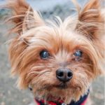 Nutella, a sickly Yorkie that was brought to Baypath Humane.
