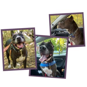 Three photos of Rocky, a senior black and white pitbull