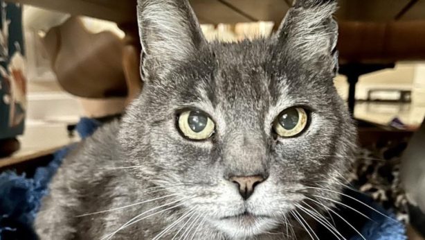 Suitcase is a grey stray that came to Baypath