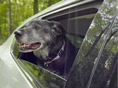 Senior Dog sticking its head out a can window