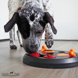Dog sniffing a food puzzle