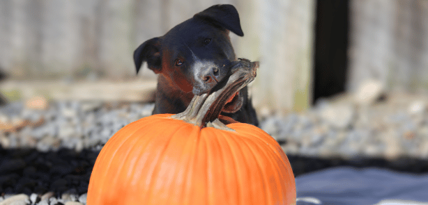 Adoptable Shadow, a puppy, with a pumkin