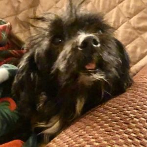 Jada a small black dog found as a stray in Boston