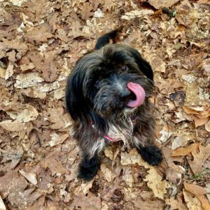 Jada a small black dog found as a stray in Boston