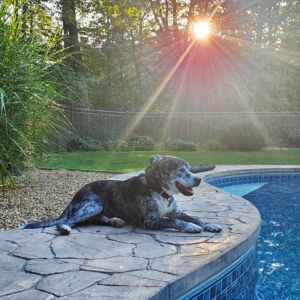 Baypath Humane Alumni Joel - a large black and white dog laying poolside.