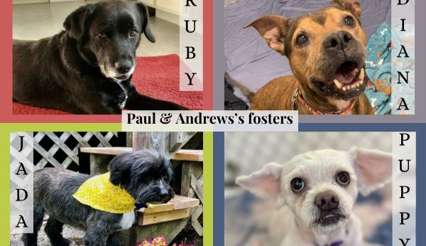 Photo of 4 dogs that were fostered - Paul & Andrew's fosters. Ruby, Diana, Jada, puppy