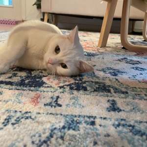 White cat laying on a rug