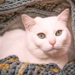 A white cat laying on a crocheted blanket 