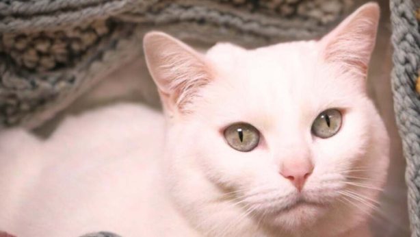 A photo of an all white cat named Snow White