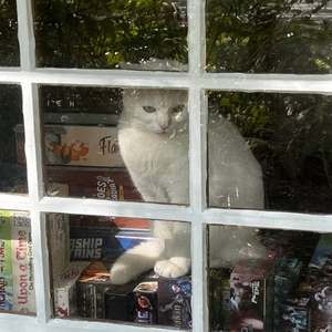 White cat sitting on a windowsill looking out