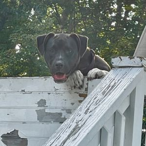 Ace is a black dog found as a sick puppy in Alabama and seen here with his head above a white fence.
