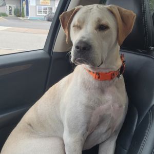 Jax is a blonde dog found as a sick puppy in Alabama and seen here sitting in a car.