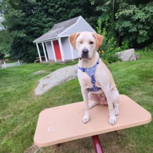 Jax is a blonde dog found as a sick puppy in Alabama and seen here sitting on a wooden table.