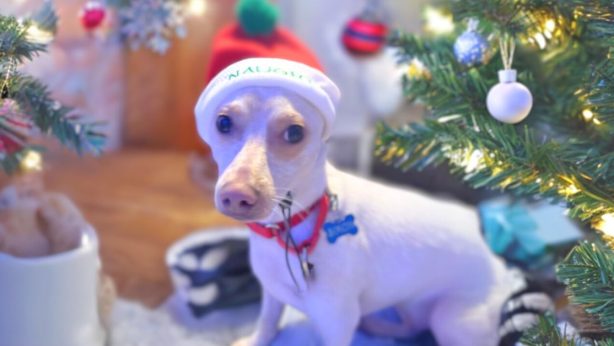 Kris Kringle, a small white and tan dog wearing a santa hat