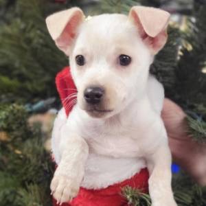 A photo of Kris Kringle. He is a small white puppy found as a stray in Houston TX