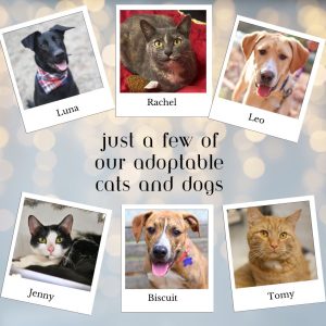 A photo collage of 3 dogs and 3 cats available for adoption