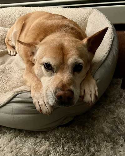 Baypath Humane Alumni Obi, a yellow dog sitting on a round dog bed.