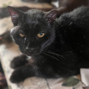 Binx a black cat found as a stray had a mass found on his head.