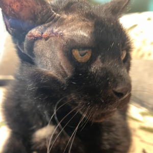 Binx a black cat found as a stray had a mass removed from his head.