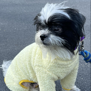 A small black and white dog dressed in yellow sweater.