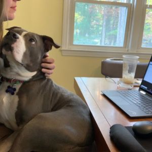 Thumbelina, a grey and white pitbull mix sitting on the lap of her foster mom