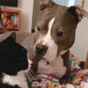 Thumbelina, a grey and white senior pitbull-mix face to face with a black and white cat
