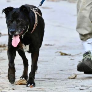 A photo of a senior black dog, Dusty on a walk.