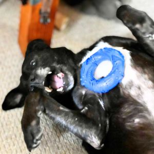 A photo of a senior black dog, Dusty playing with a ring toy.