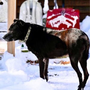 A photo of a senior black dog, Dusty in the snow.