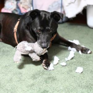 A photo of a senior black dog, Dusty tearing up a stuffed toy.