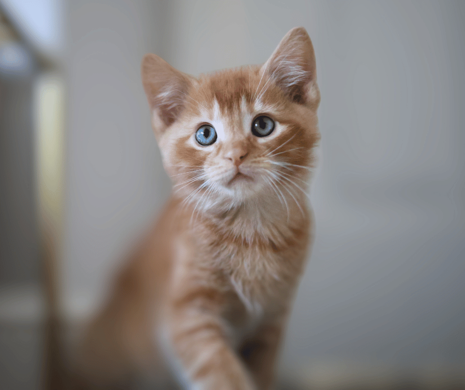 Orange kitten with blue eyes staring up at the camera