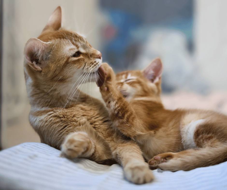 Two orange kittens sitting on a blanket licking each other