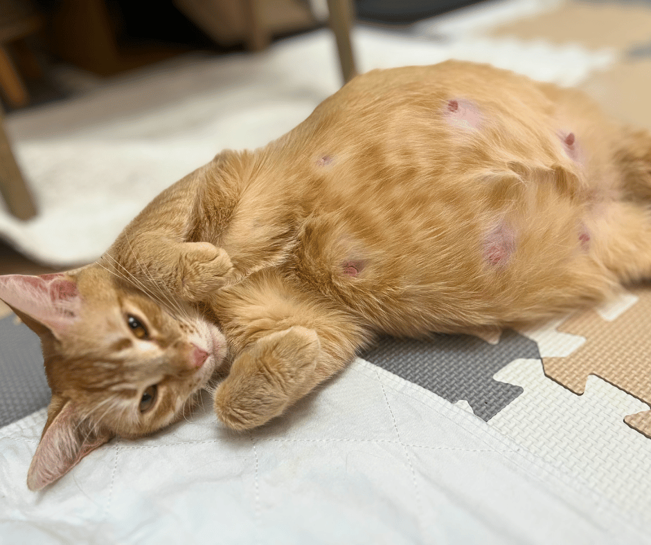 Large orange pregnant Orange tabby cat laying on side
