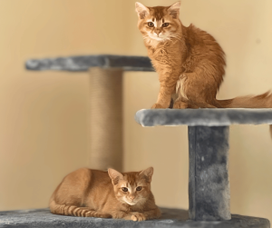 Two orange kittens Sitting on a cat tower