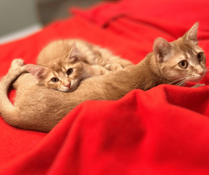 two orange kittens laying on a red blanket staring up at the camera