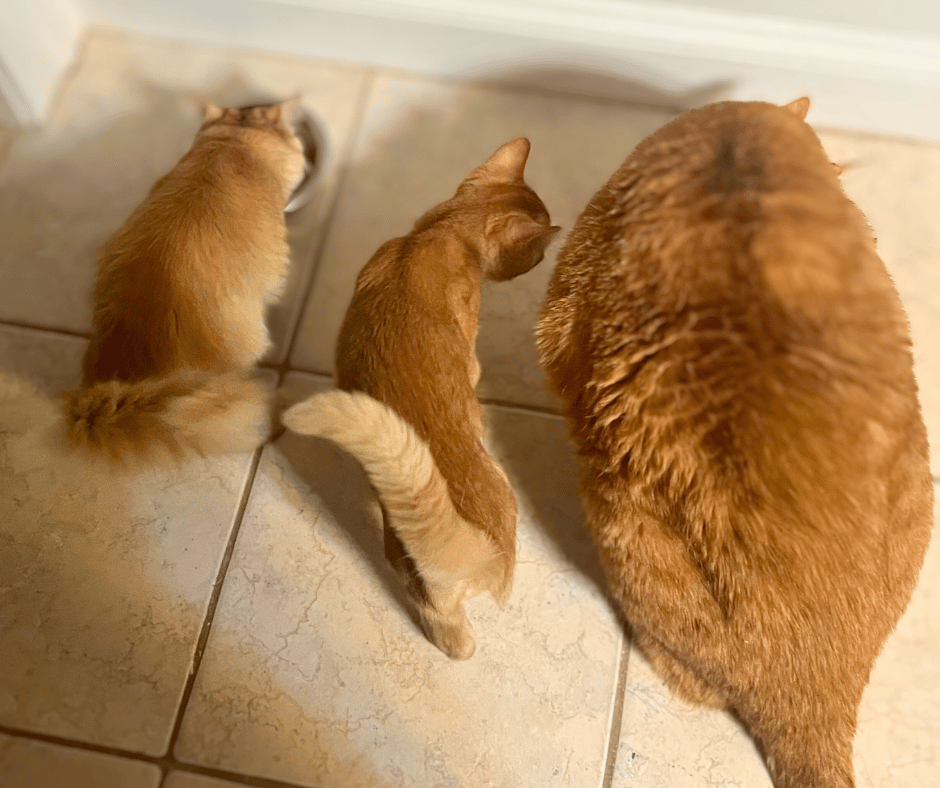 An orange tabby mother cat sitting eating with her two orange kittens