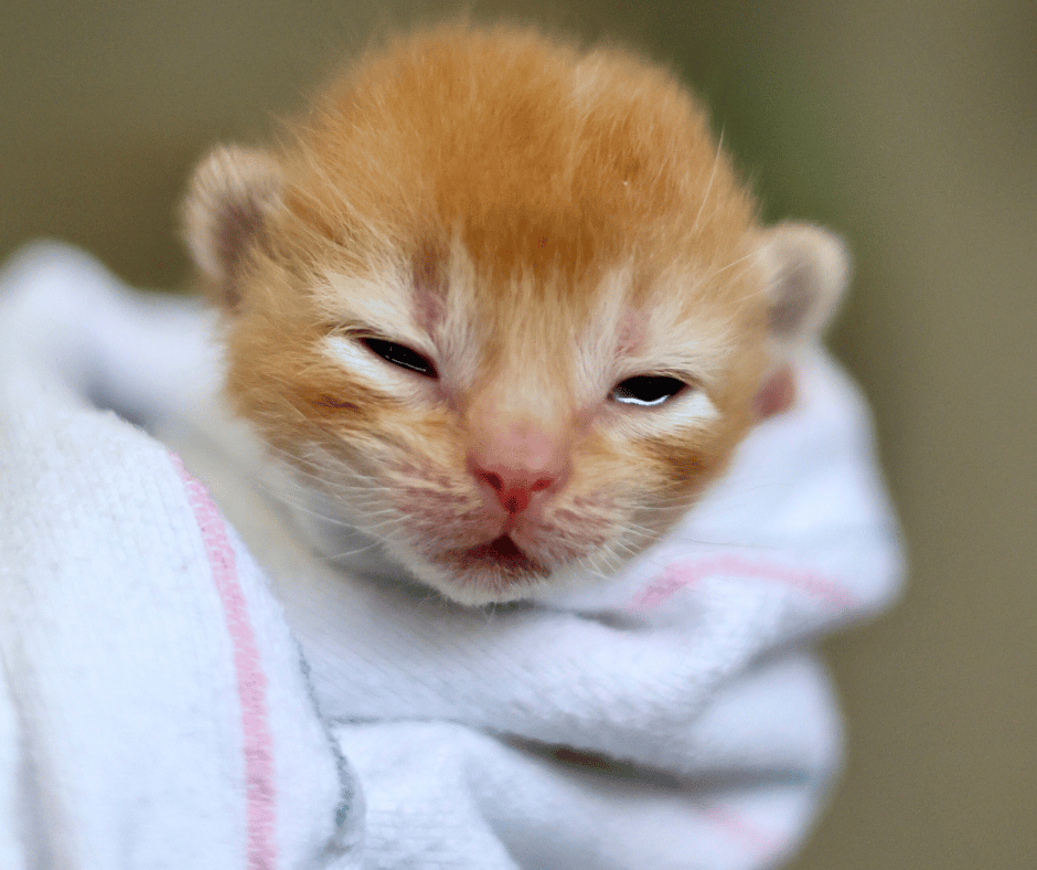 small one week old orange tabby kitten being held in a blanket
