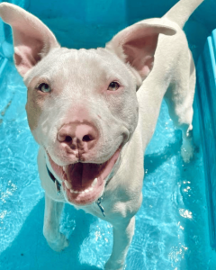 white dog smiling in the pool