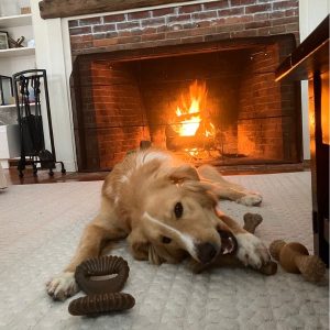 A photo of Blaze, a large Retriever /Mix, chewing on a toy by a fireplace