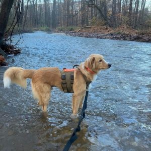A photo of Blaze, a large Retriever /Mix, standing in a river