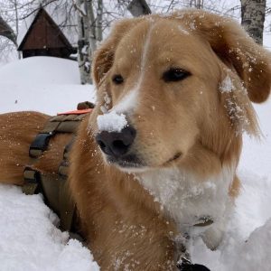 A photo of Blaze, a large Retriever /Mix, laying in the snow with snow on his nose