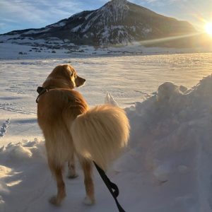 A photo of Blaze, a large Retriever /Mix, standing in snow in front of a snow-covered mountain
