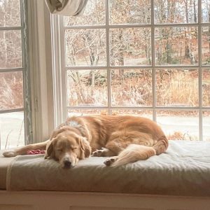 A photo of Blaze, a large Retriever /Mix, laying on a bench in bay window