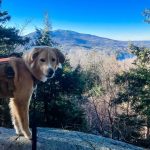 A photo of Blaze, a large Retriever /Mix, standing atop a stone with a mountain in the background